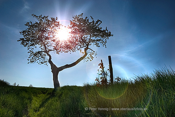 Foto von Peter Hennig PIXELWERKSTATT Apfelbaum auf einer Wiese bei Bertsdorf-Hörnitz im Gegenlicht mit Lichtreflexen