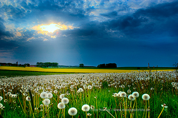 Foto von Peter Hennig PIXELWERKSTATT Wies mit Pusteblumen vor Gewitterhimmel