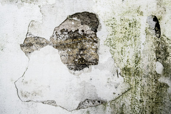 Fotomotiv welches an abstrakte Fotografie erinnert, Bildtitel: Hund