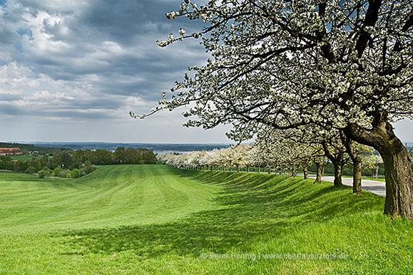 Foto von Peter Hennig PIXELWERKSTATT blühende Kirschallee bei Jauernick-Buschbach Landkreis Görlitz