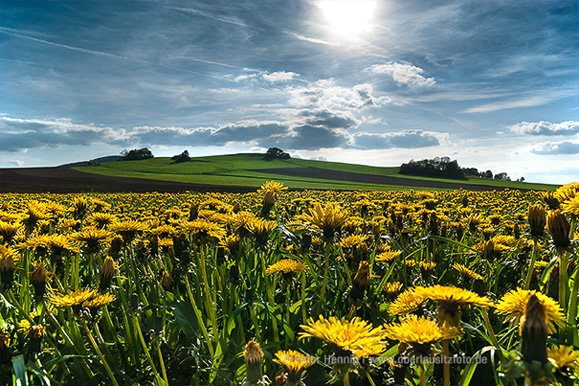 Foto von Peter Hennig PIXELWERKSTATT Maiblumenwiese