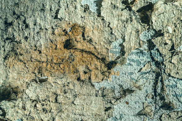 Fotomotiv welches an abstrakte Fotografie erinnert, Bildtitel: Eine Rose auf´s Grab 