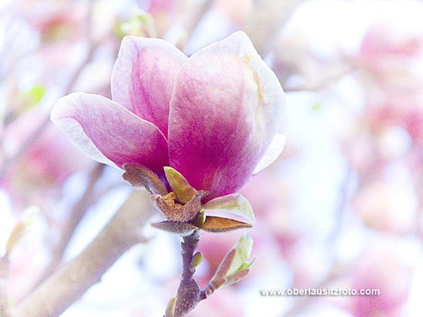 Makrofotografie von Peter Hennig PIXELWERKSTATT Magnolienblüten in Pastelltönen