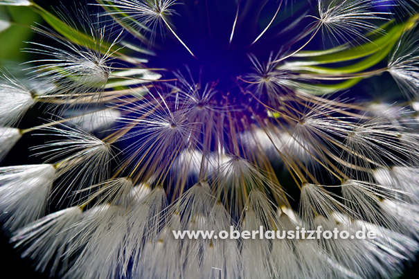 Makrofotografie von Peter Hennig PIXELWERKSTATT Pusteblume Detail