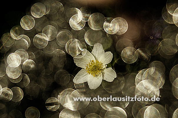 Makrofotografie von Peter Hennig PIXELWERKSTATT Buschwindröschen mit Lichtreflexen