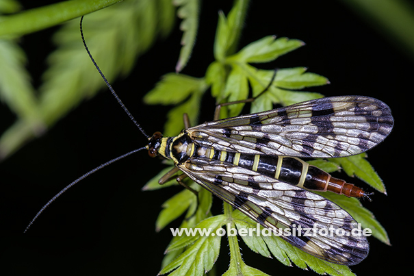 Makrofotografie von Peter Hennig PIXELWERKSTATT Skorpionsfliege (Panorpidae)