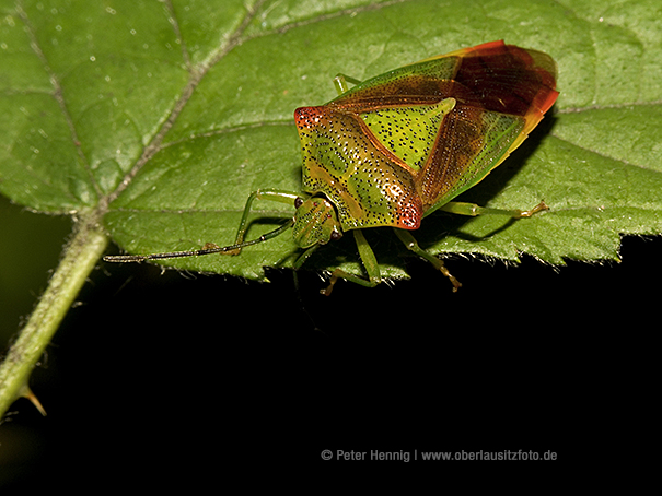 Makrofotografie von Peter Hennig PIXELWERKSTATT Wanze