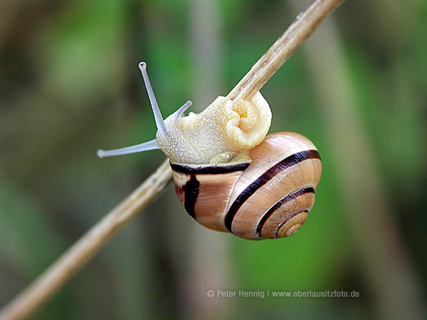 Makrofotografie von Peter Hennig PIXELWERKSTATT Schnecke an Grashalm