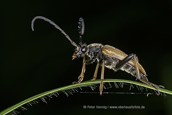 Makrofotografie von Peter Hennig PIXELWERKSTATT Fleckenhörniger Halsbock; Paracorymbia maculicornis; Bockkäfer auf Grashalm