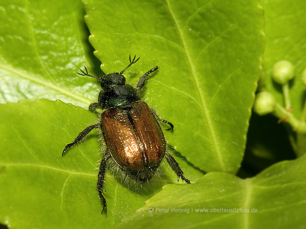 Makrofotografie von Peter Hennig PIXELWERKSTATT Gartenlaubkäfer; Phyllopertha horticola; Blatthornkäfer; Scarabaeidae; Junikäfer auf Blatt